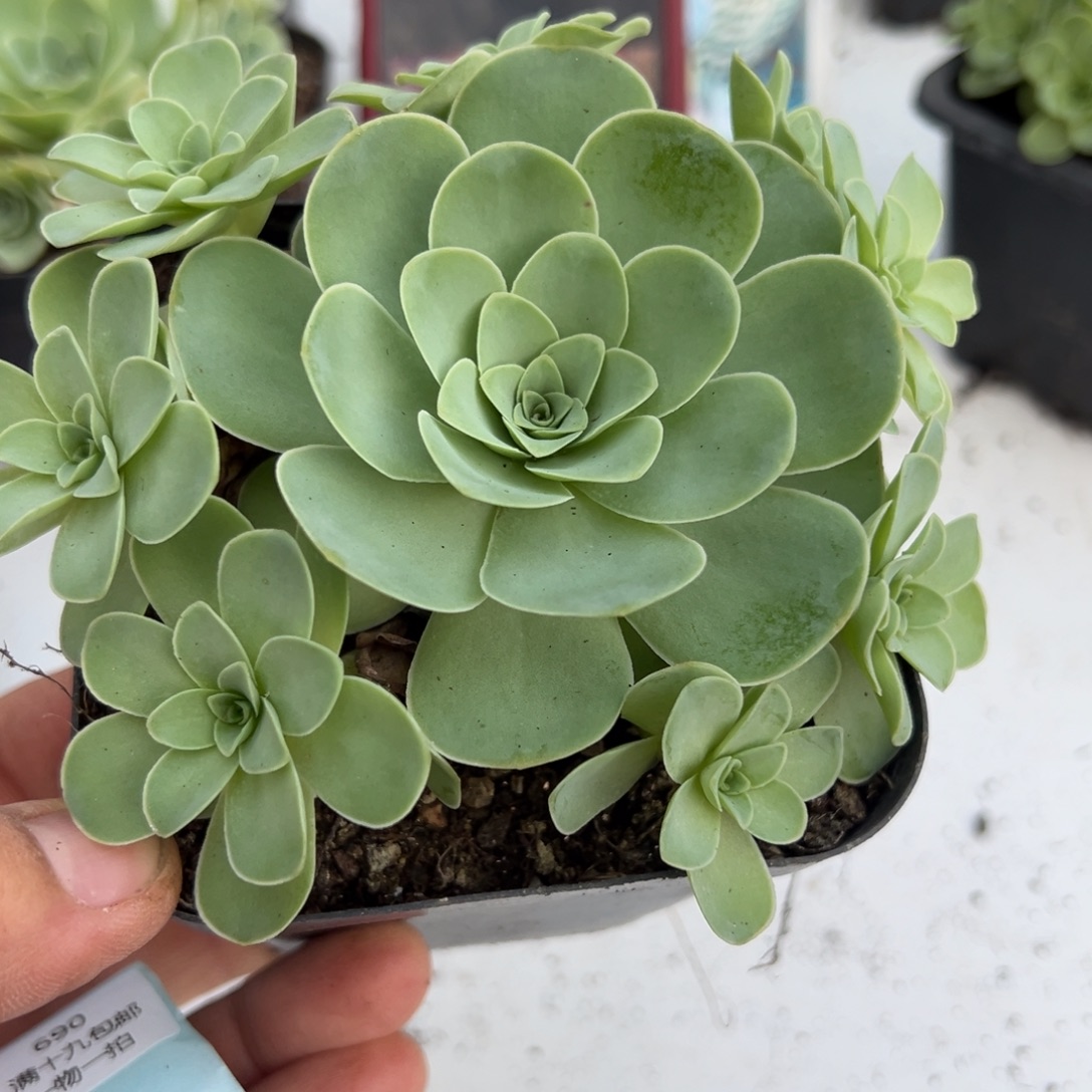 690 山地玫瑰基地带盆土