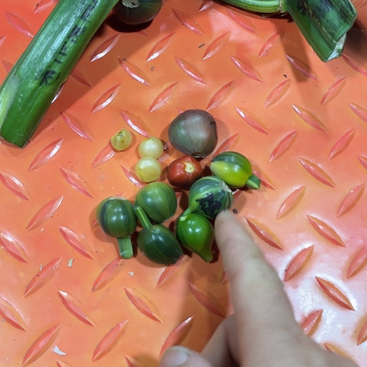 阳***光完全开放君子兰底价狂欢稀释甲醛