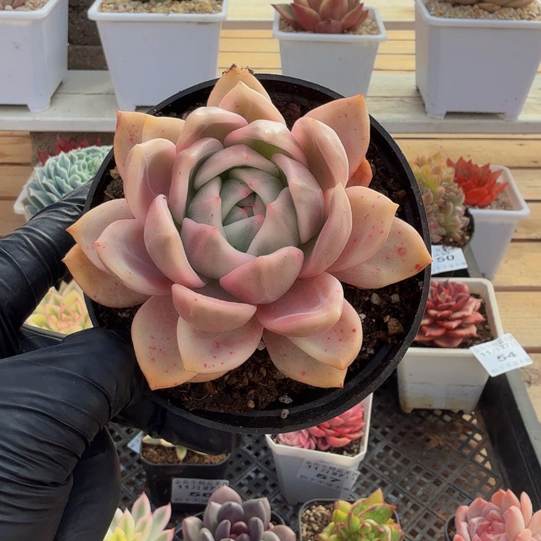 1127-58香槟锦单头