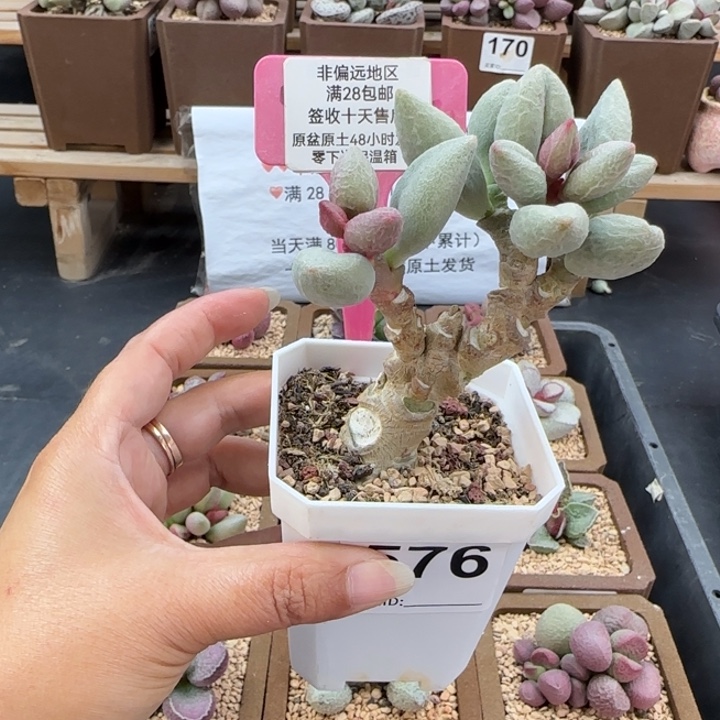 ****幕576白糖豆多肉植物