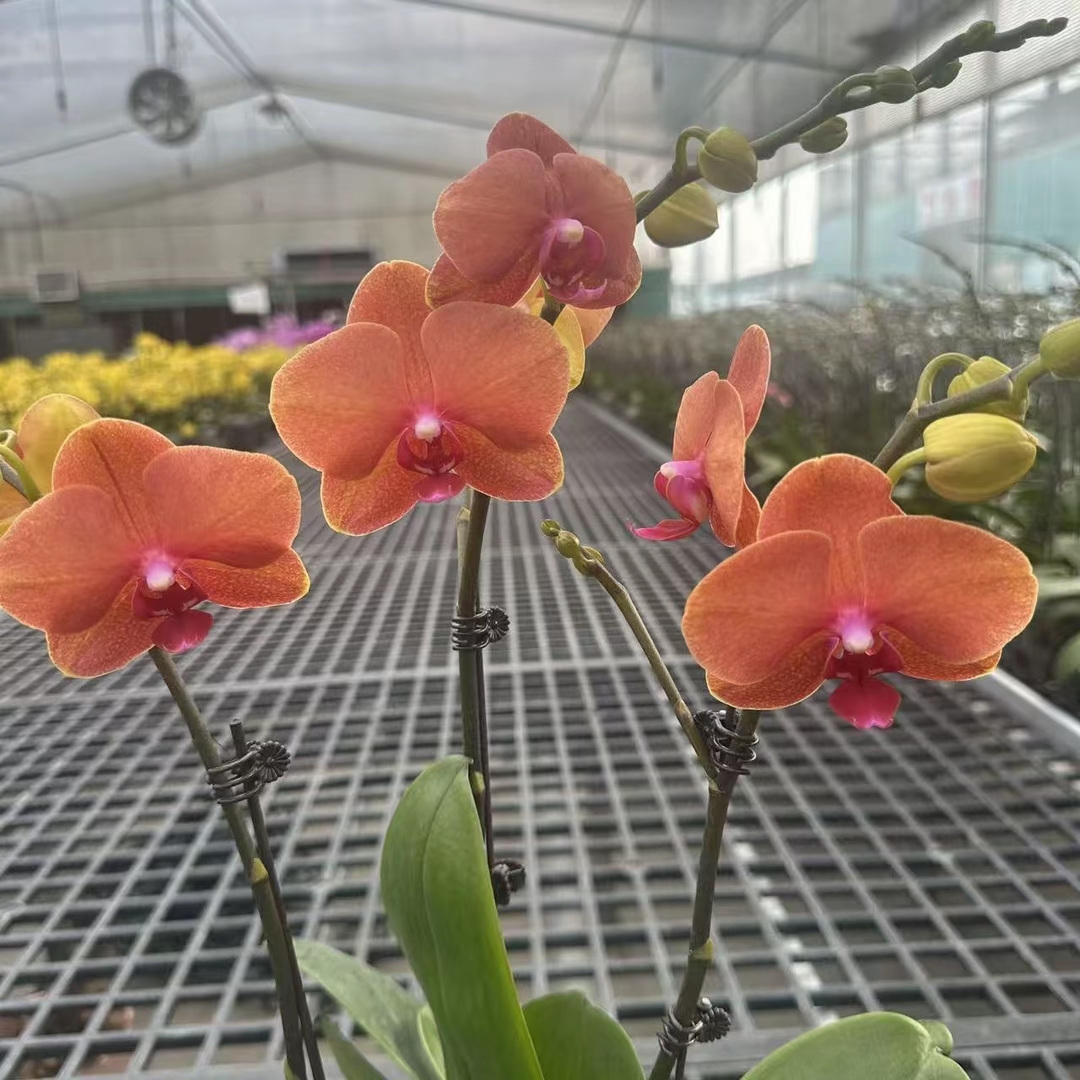 【金桔】双花剑3.0蝴蝶兰带花苞室内前台乔迁送礼懒人好寓意