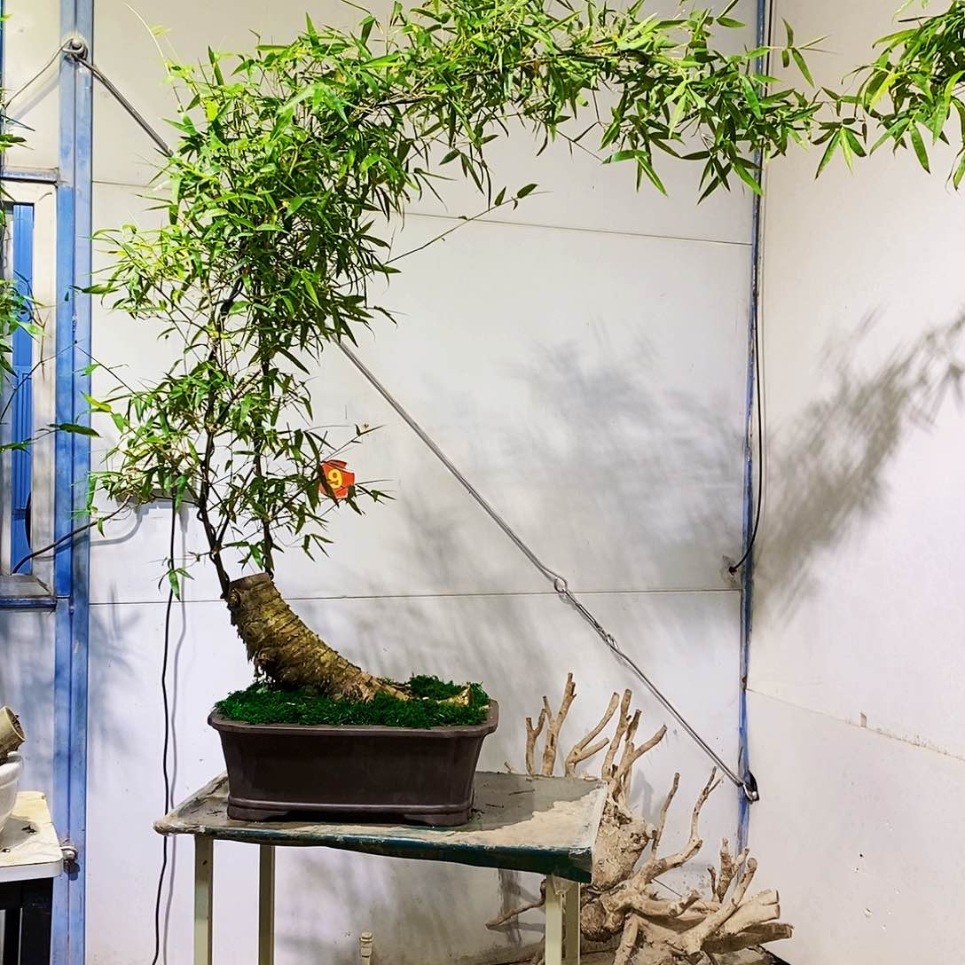 小叶簕竹一物一拍