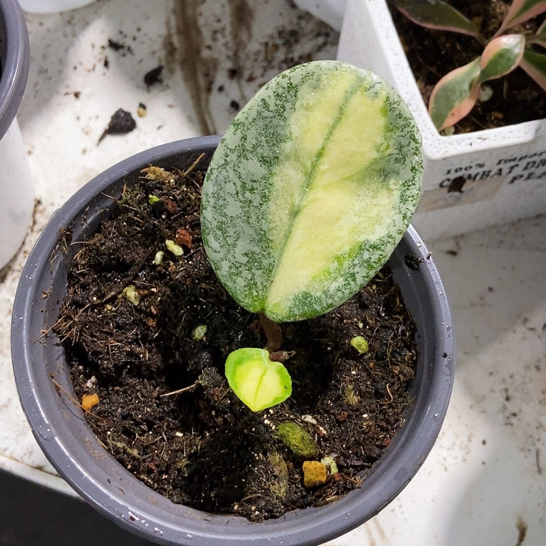 完全开放阿根廷公主球兰16