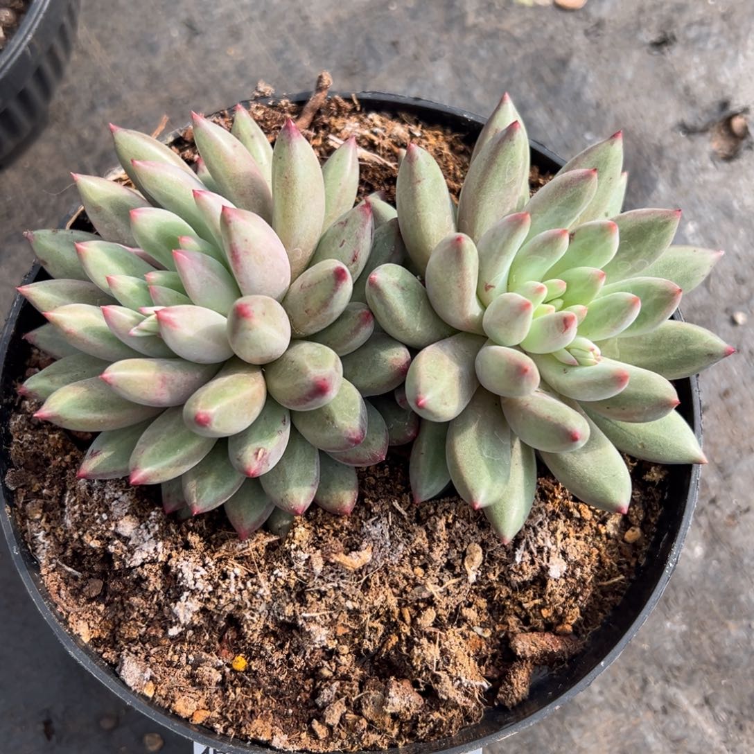 12025246 绿色虞美人双头