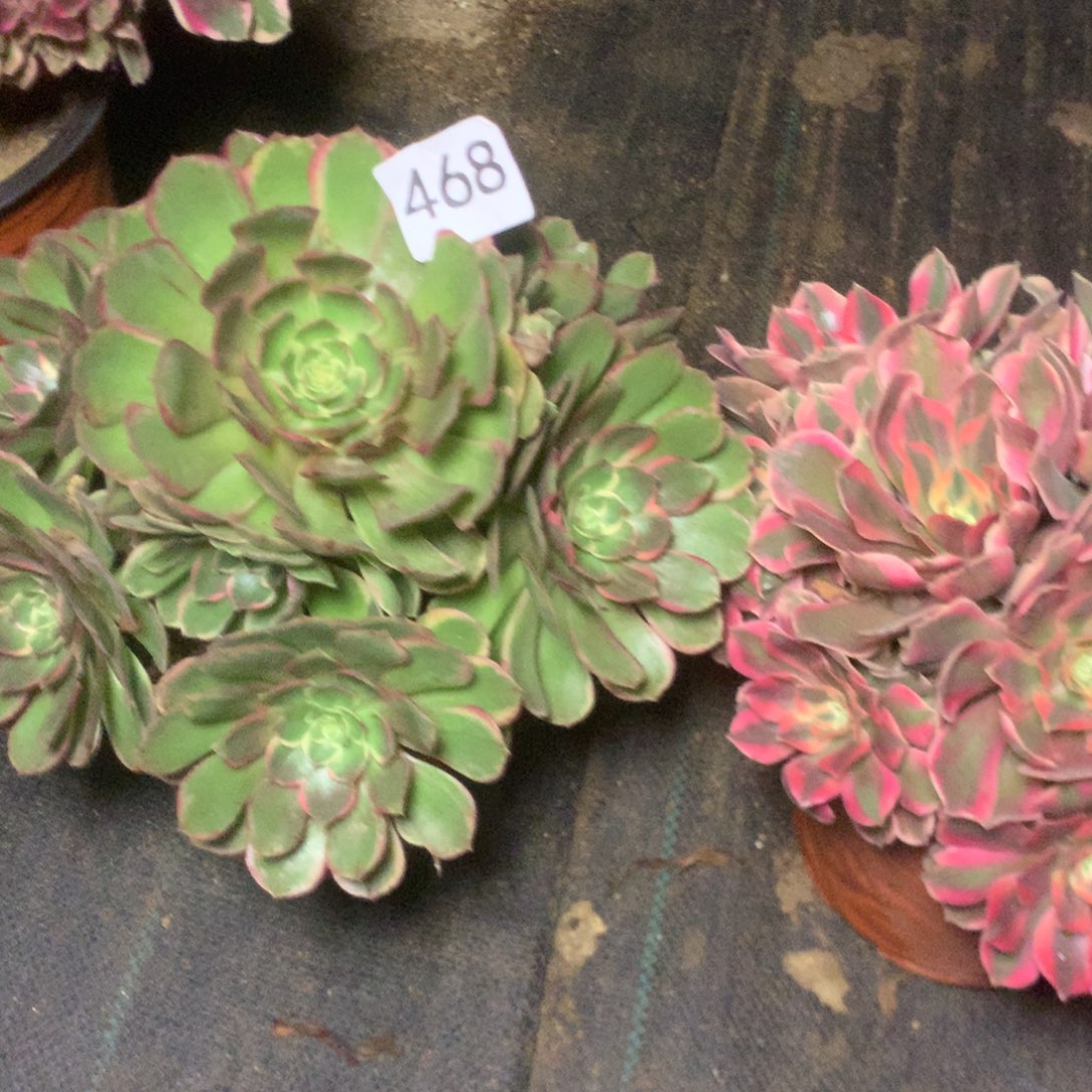 468两个多多肉植物