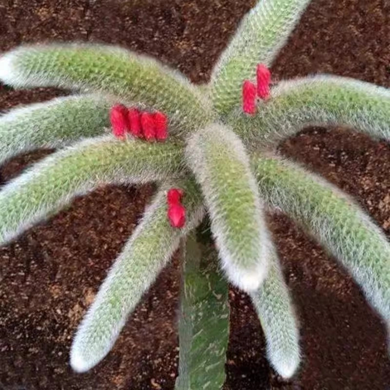 九尾狐1加仑#ZZ 拍一发二 白月光精品多肉植物新手闭眼入阳台一单