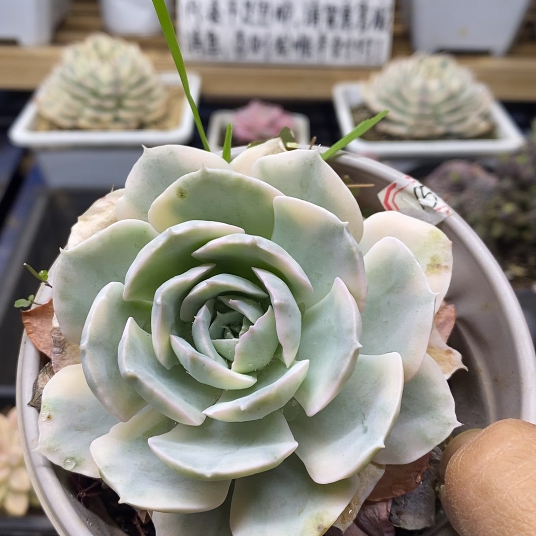 28129 精控鲁氏锦