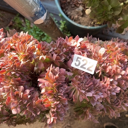 花***卉多肉植物一个玫瑰522