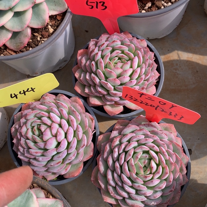 三颗一起多读肉输球的2283738