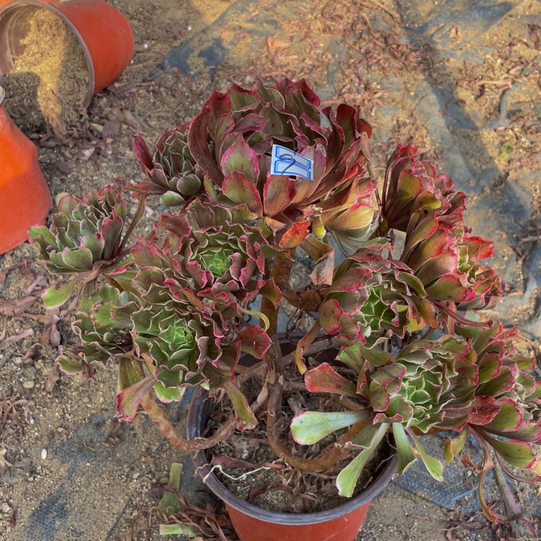 9鲜花老桩造型9鲜花
