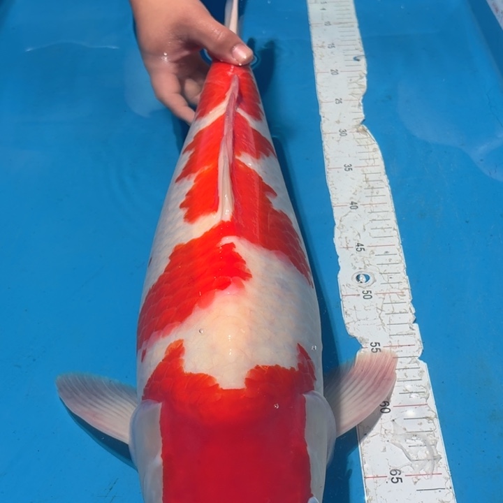 锦鲤板井红白专拍