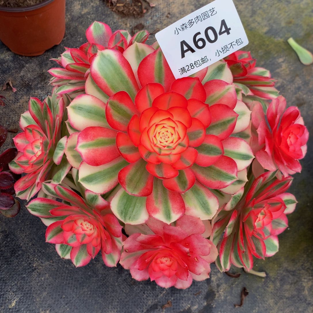 狐****情604倾城888888888