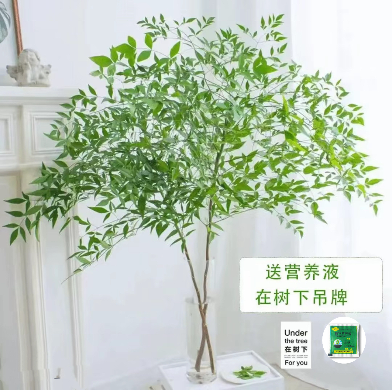 南天竹水培植物室内桌面好养花卉鲜切枝吊钟绿植马醉木平替植物