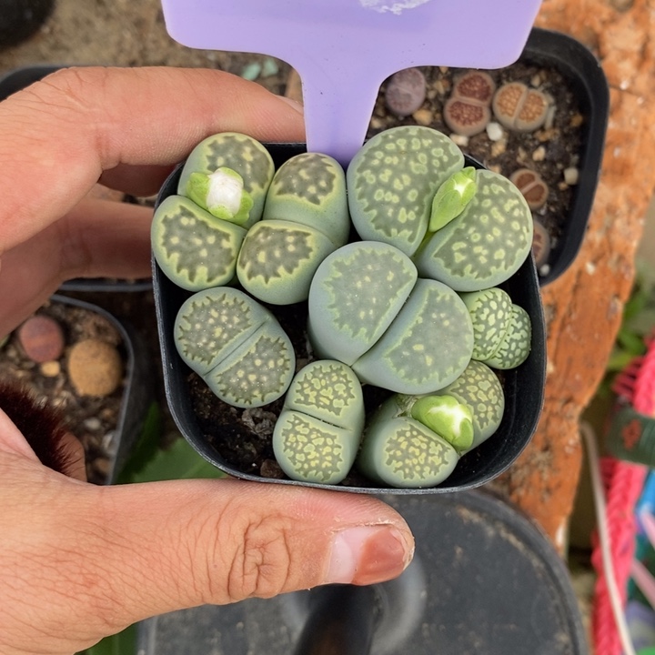 小***俞生石花等植物的生长928