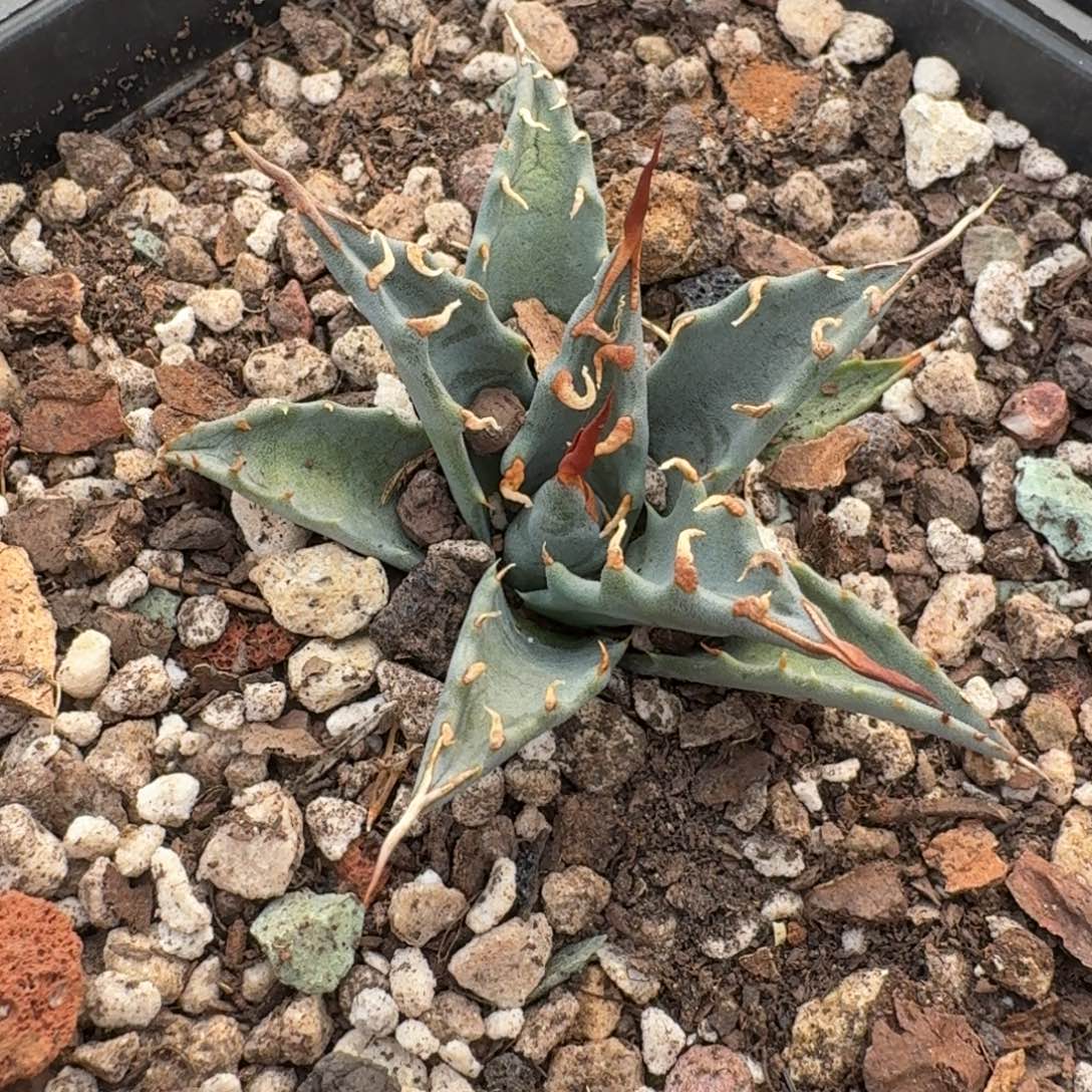 籽播妖炎111111111