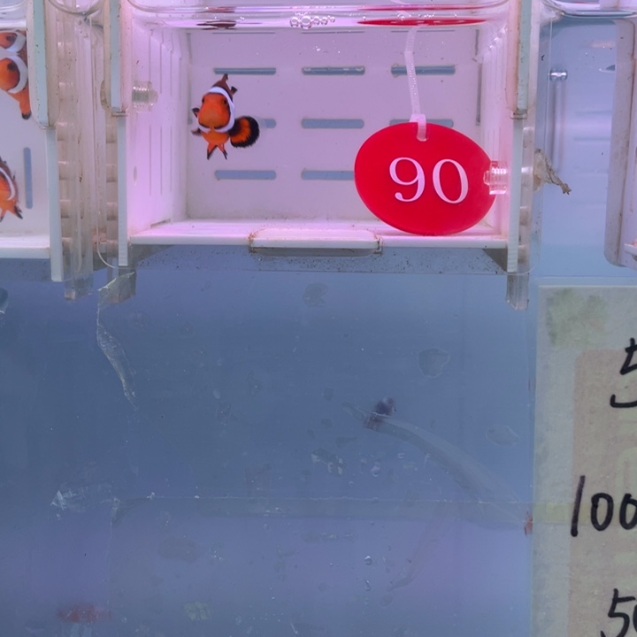 海水鱼背心1条4-5