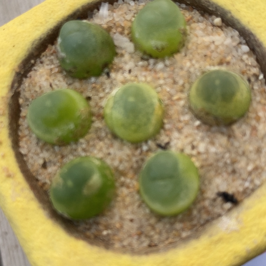 21114紫皮拉登一组。    