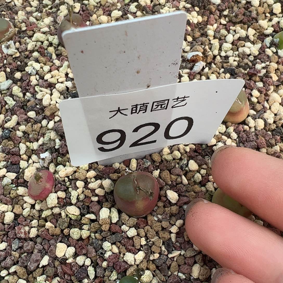 一物一拍            脱土发920