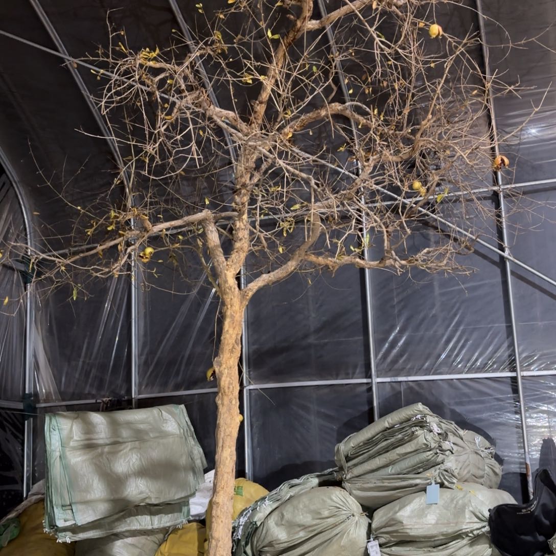 福***张完全开放石榴树88888