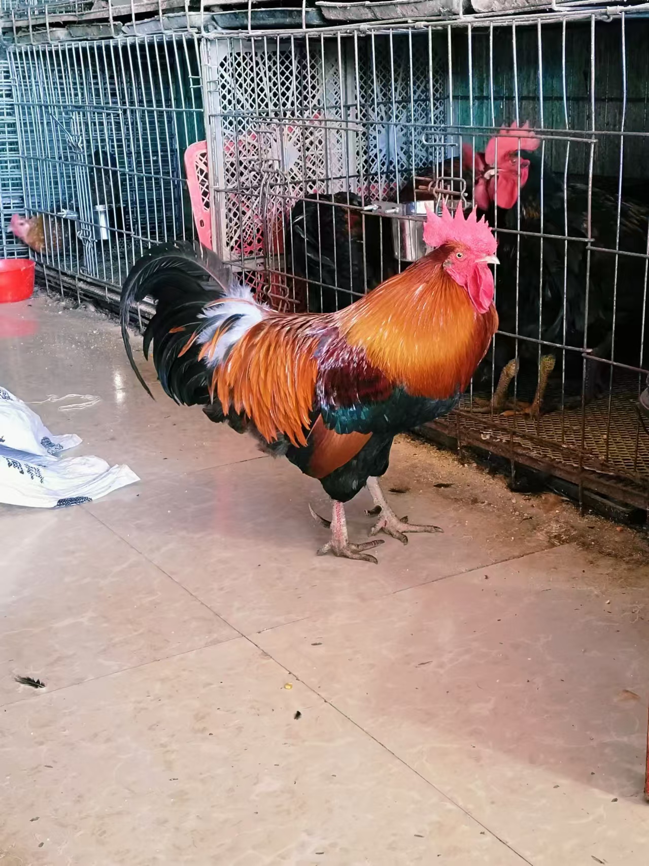 农家放养新鲜贵州本地土公鸡