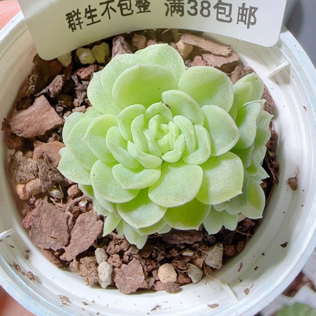 1113-317优选麦杆