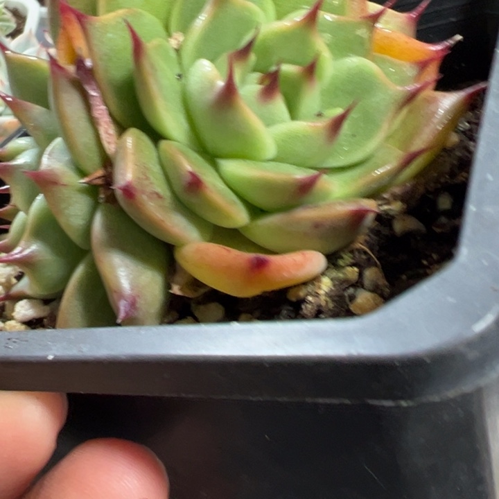 托斯拉多肉植物三头