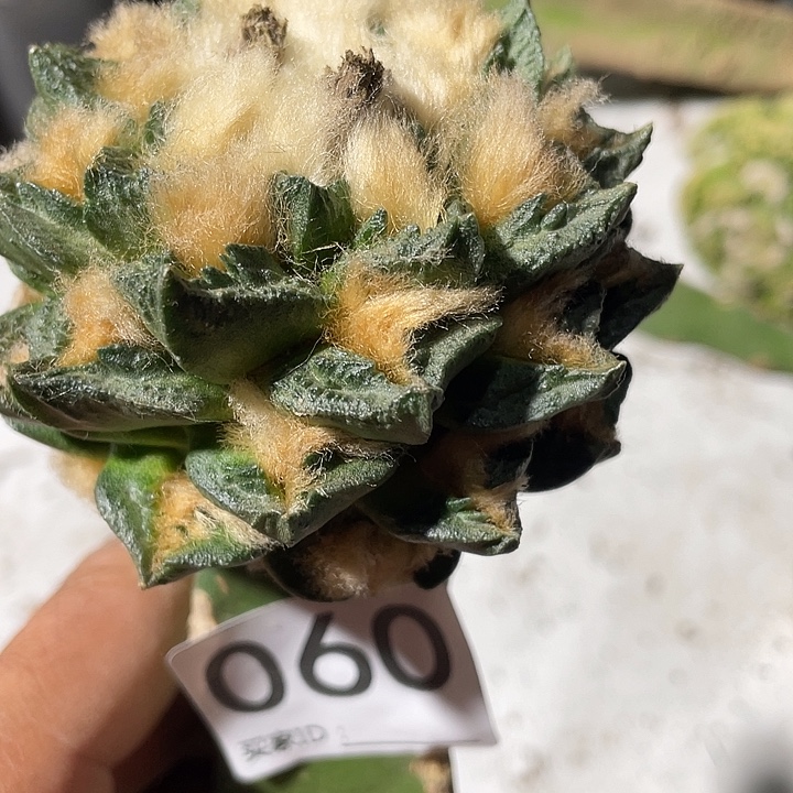 新队牡丹仙人球60号