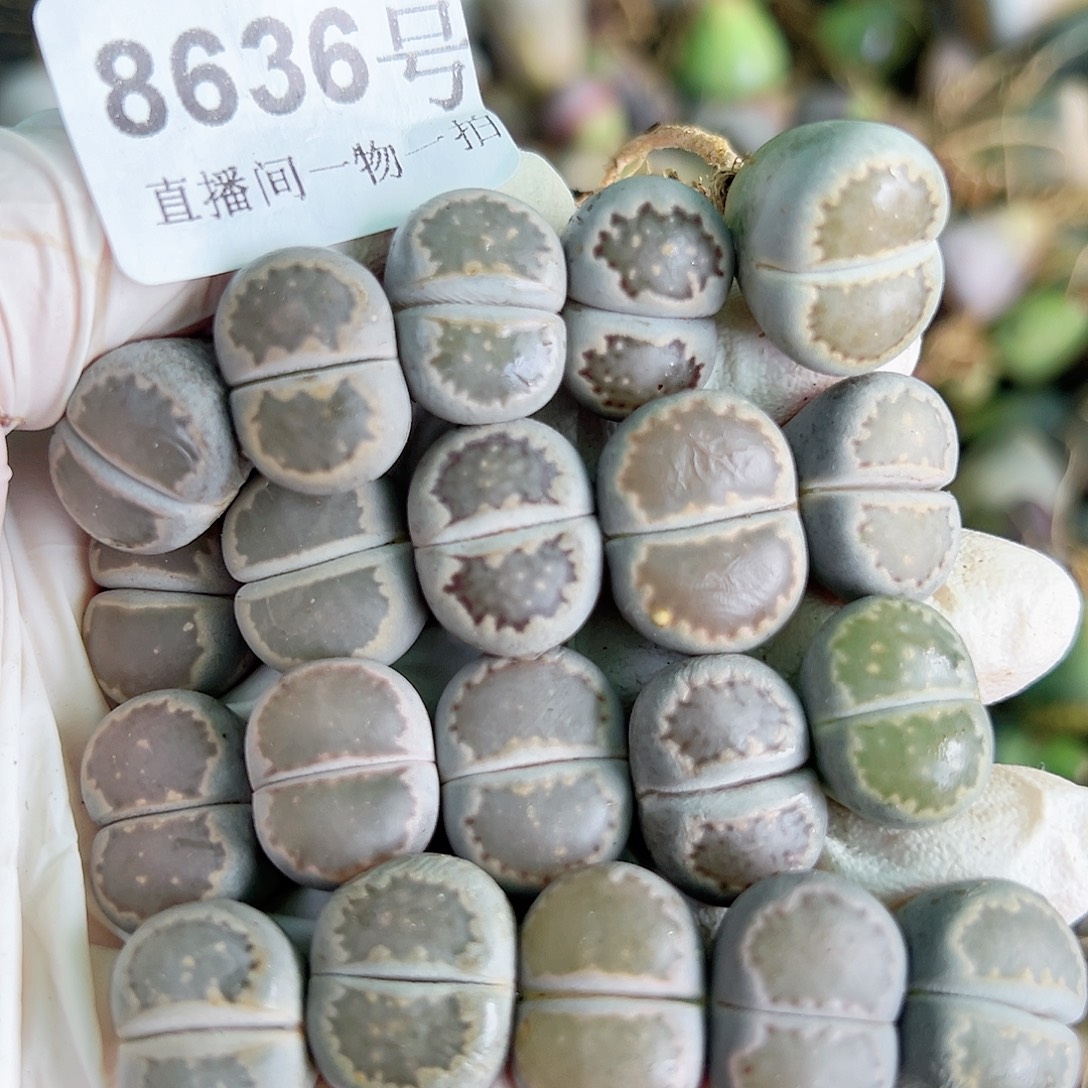 8636 好养易活生石花大母本20个