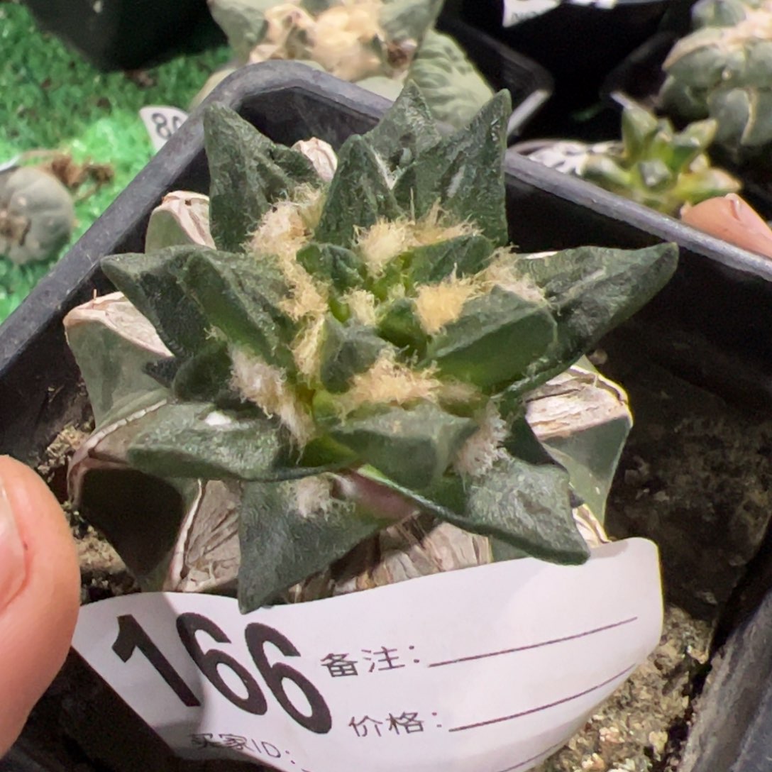 短尤龙角牡丹166