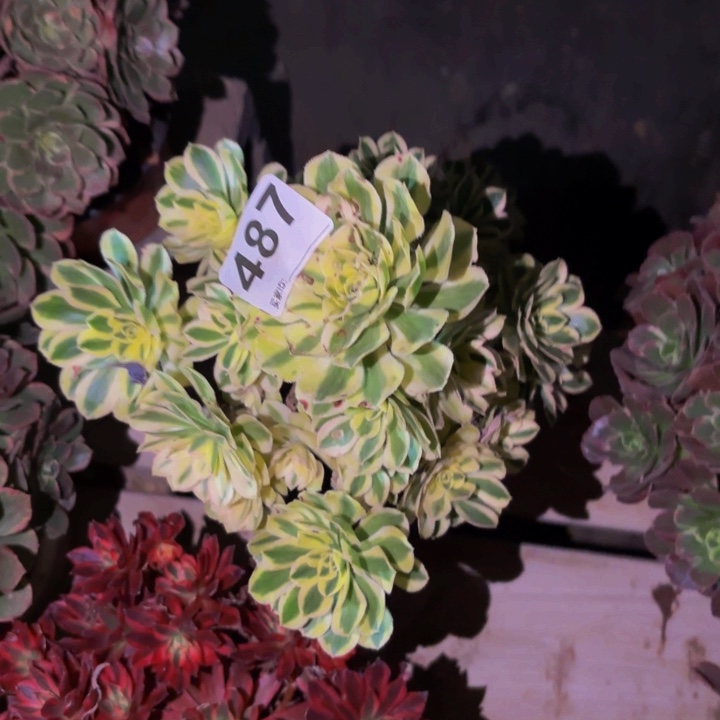 487白兰地多肉植物