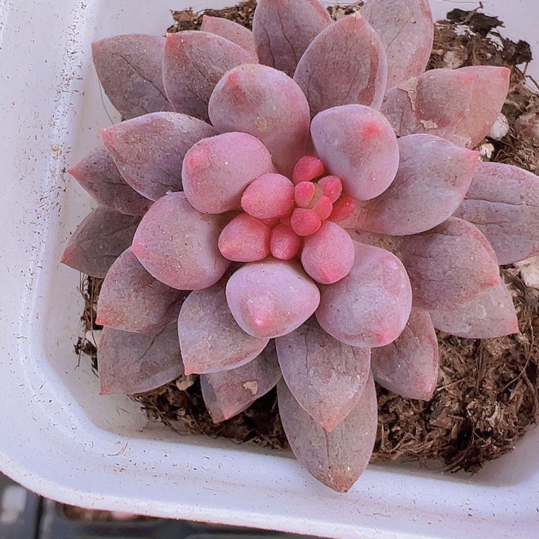 蓝舌单头19包邮多肉