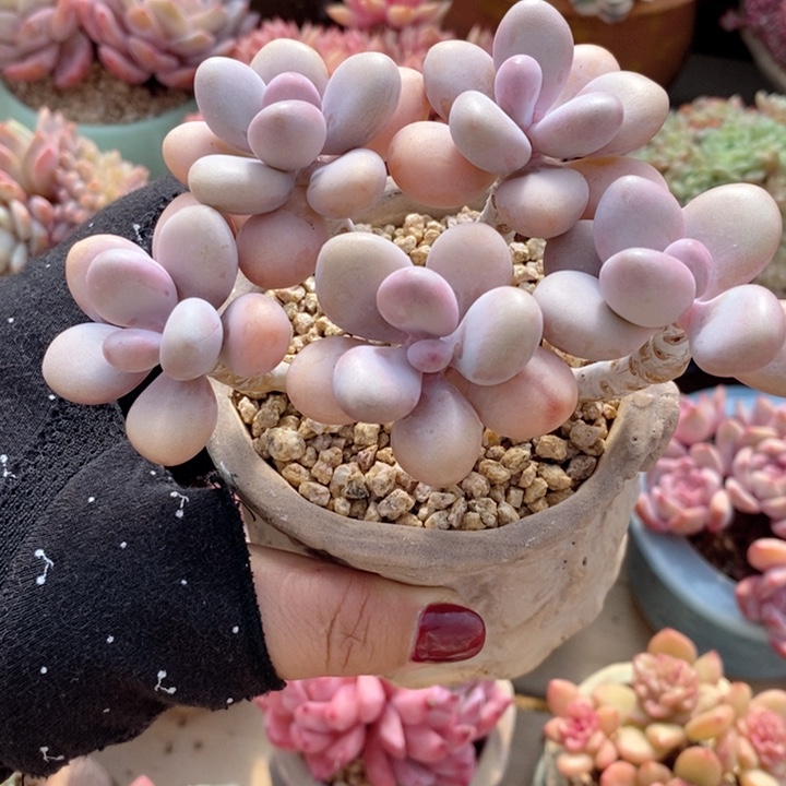 桃蛋 韩货精品666