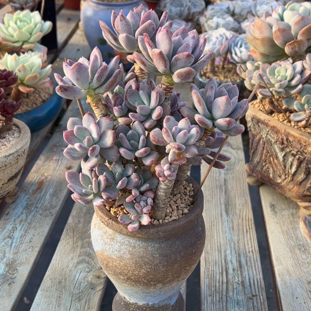 灰姑娘28 零零多肉植物