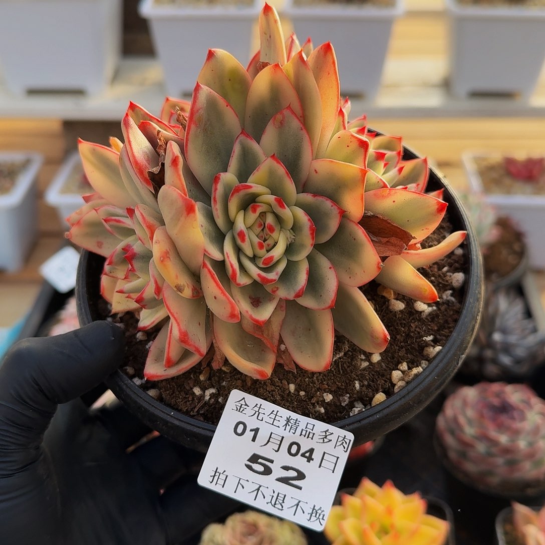 0104-52蔚蓝锦群生