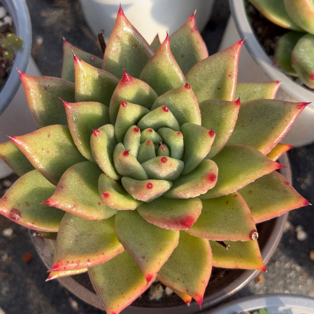 多肉植物一物一拍（149号）