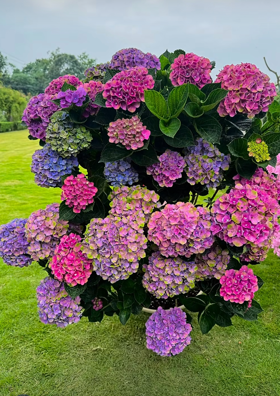 魔幻夏洛特  绣球盆栽夏季春季四季养护冬季