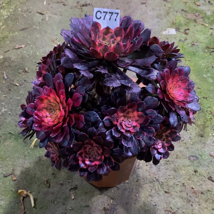 烟花多肉植物777