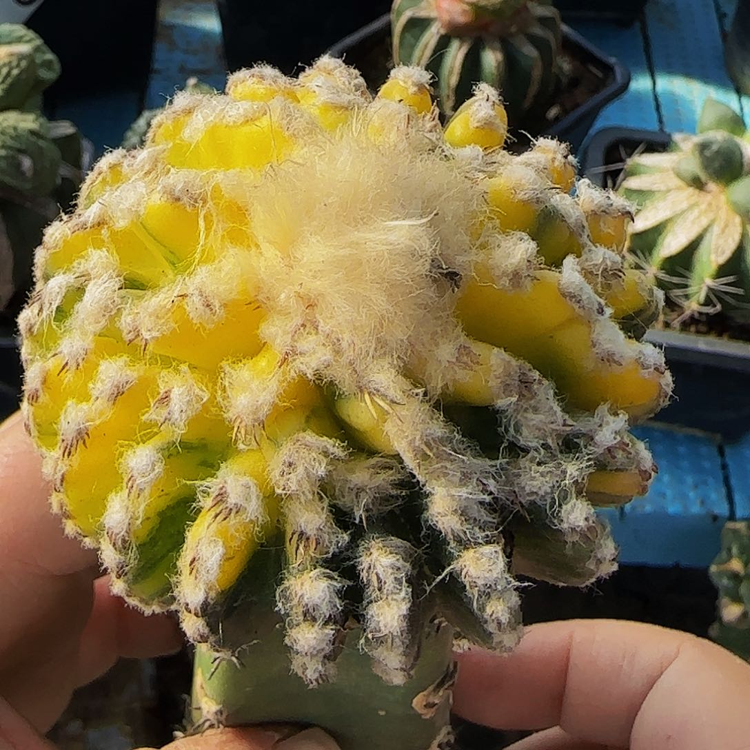 奇特球锦630仙人球开花