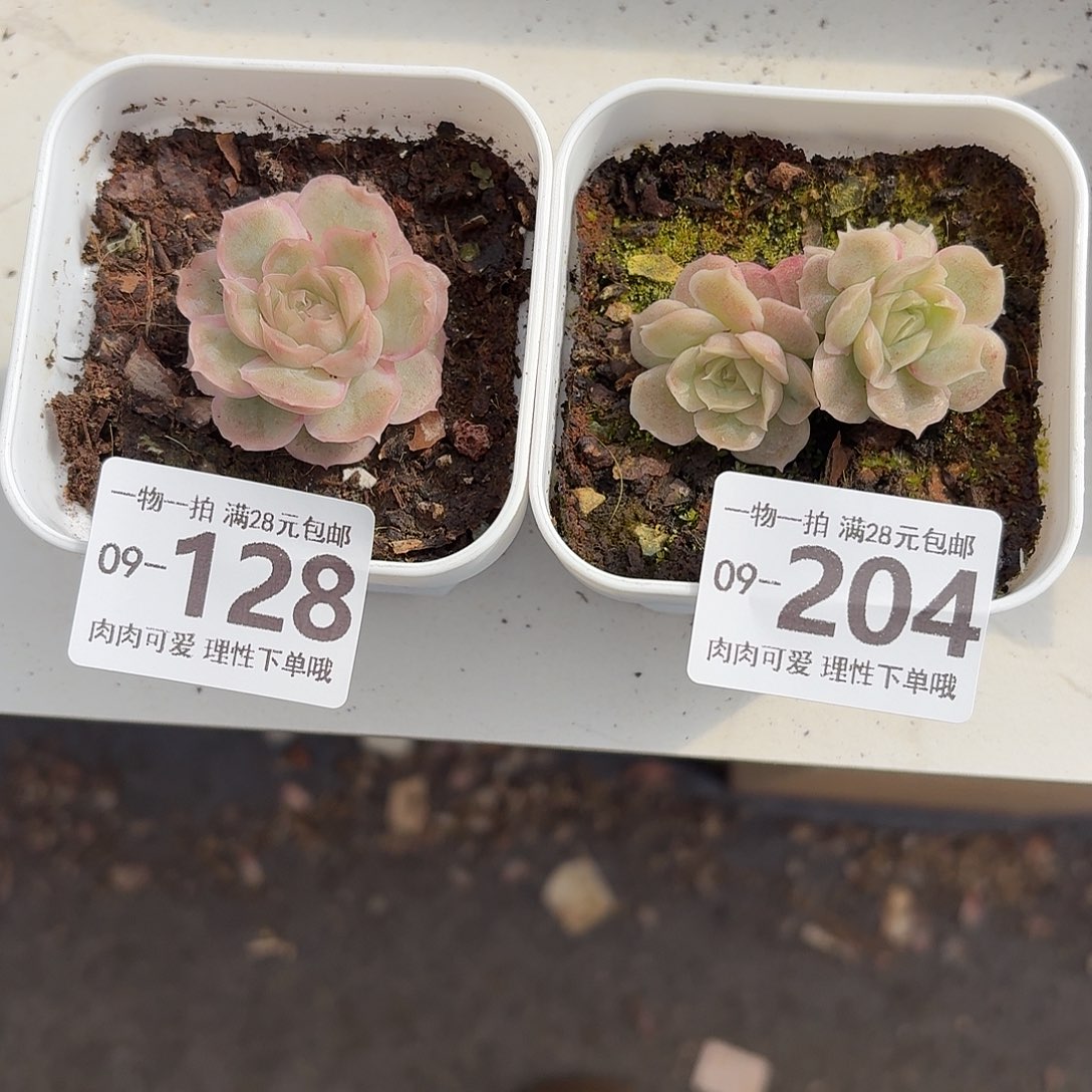 夏***荷水晶虾饺无盆土发货