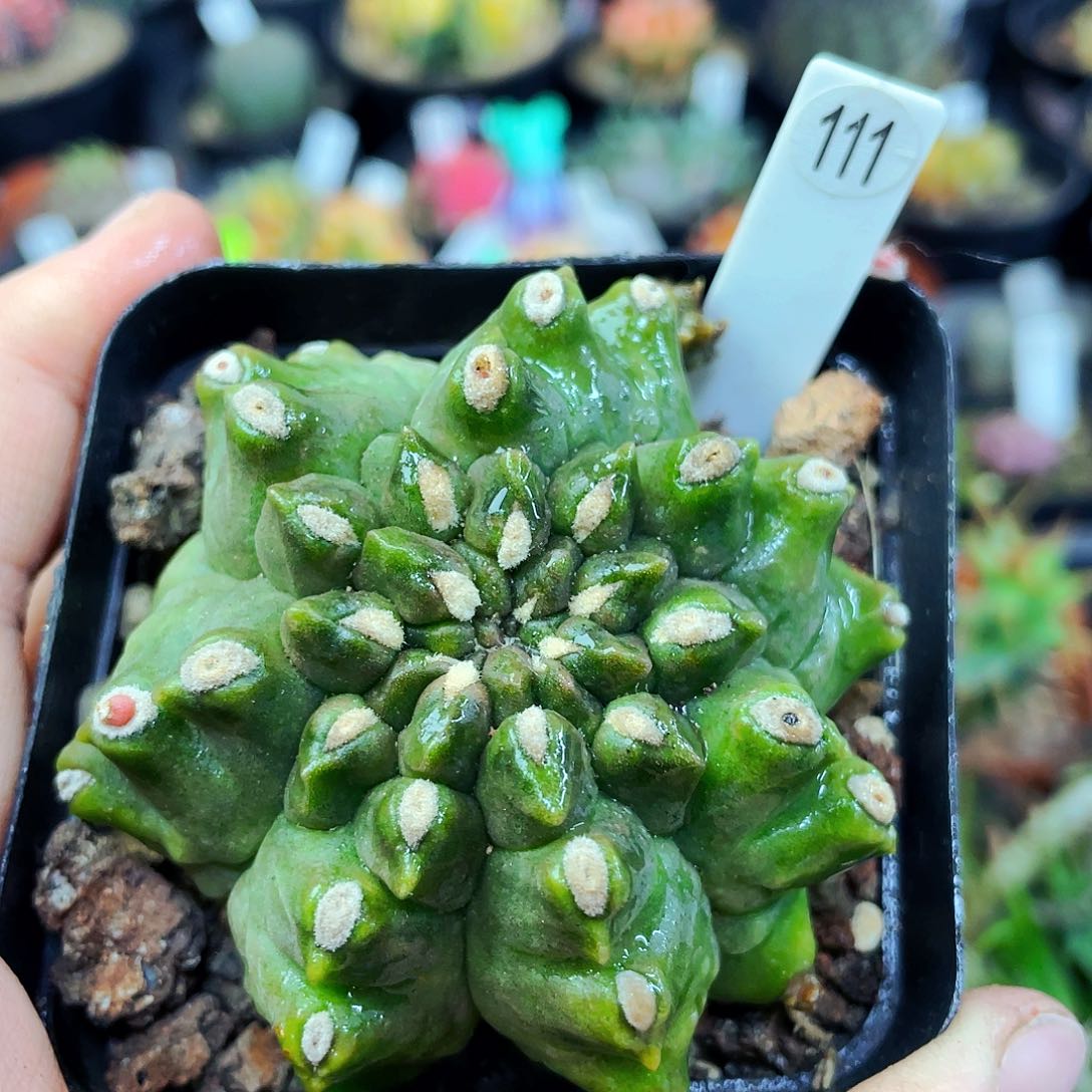 非偏远地区满25包邮仙人球