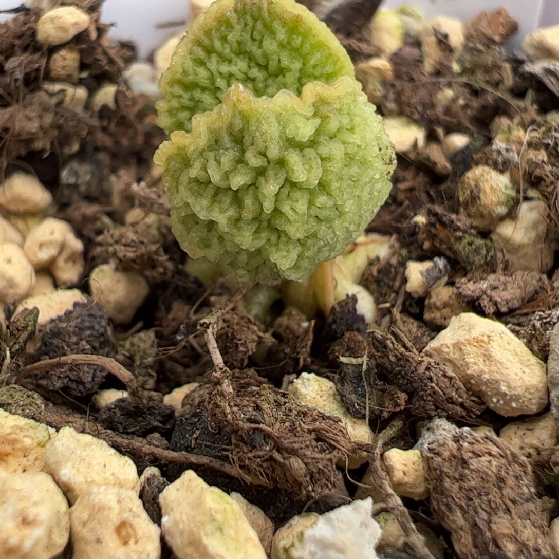 21号实生新品多肉植物