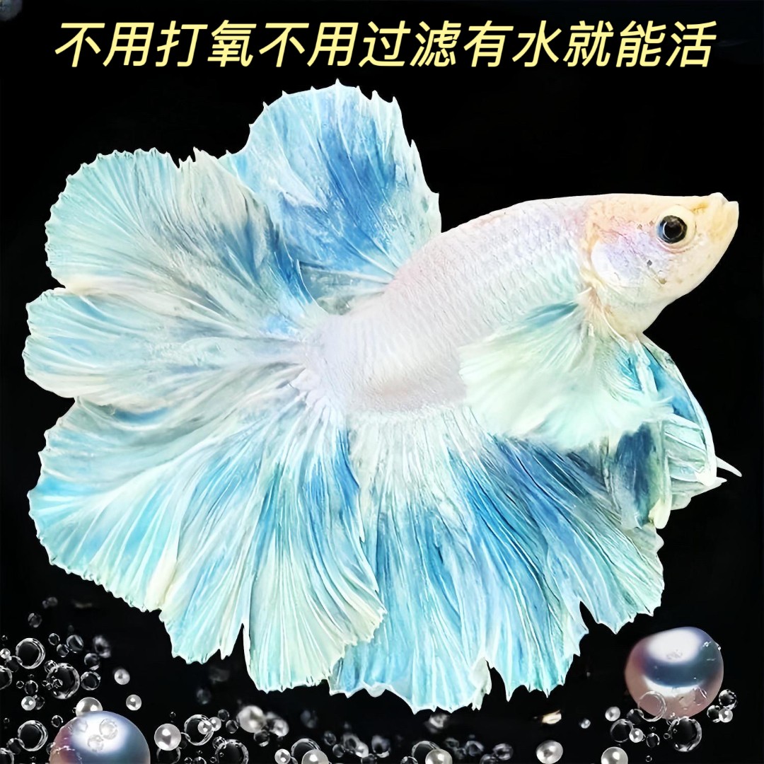 101-200号直播泰国斗鱼网红宠物仙女款半月超美斗鱼热带观赏鱼