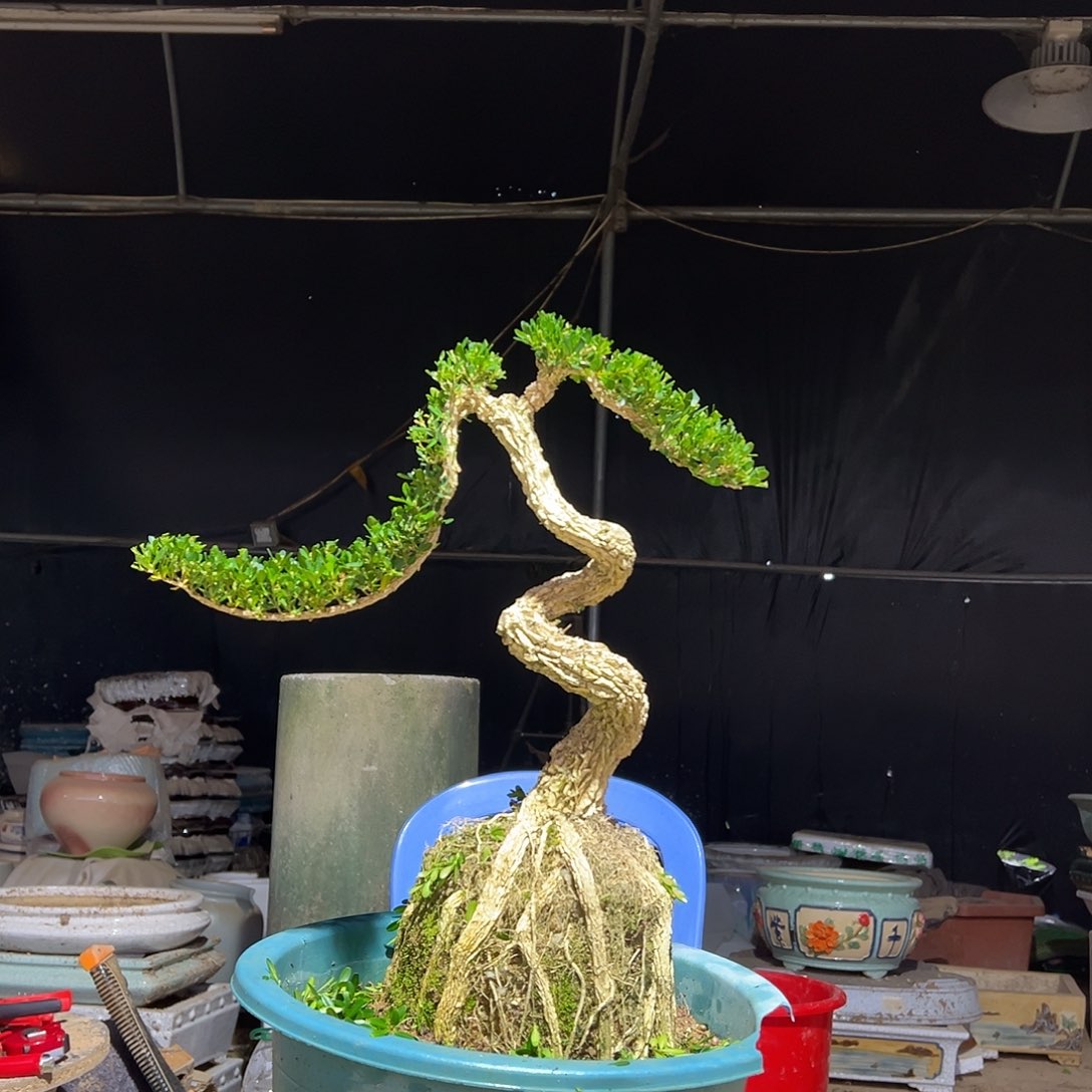 无花朵广东雀舌黄杨盆景