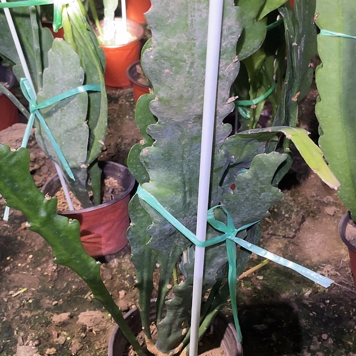 练剑荷花盆栽203号苗子