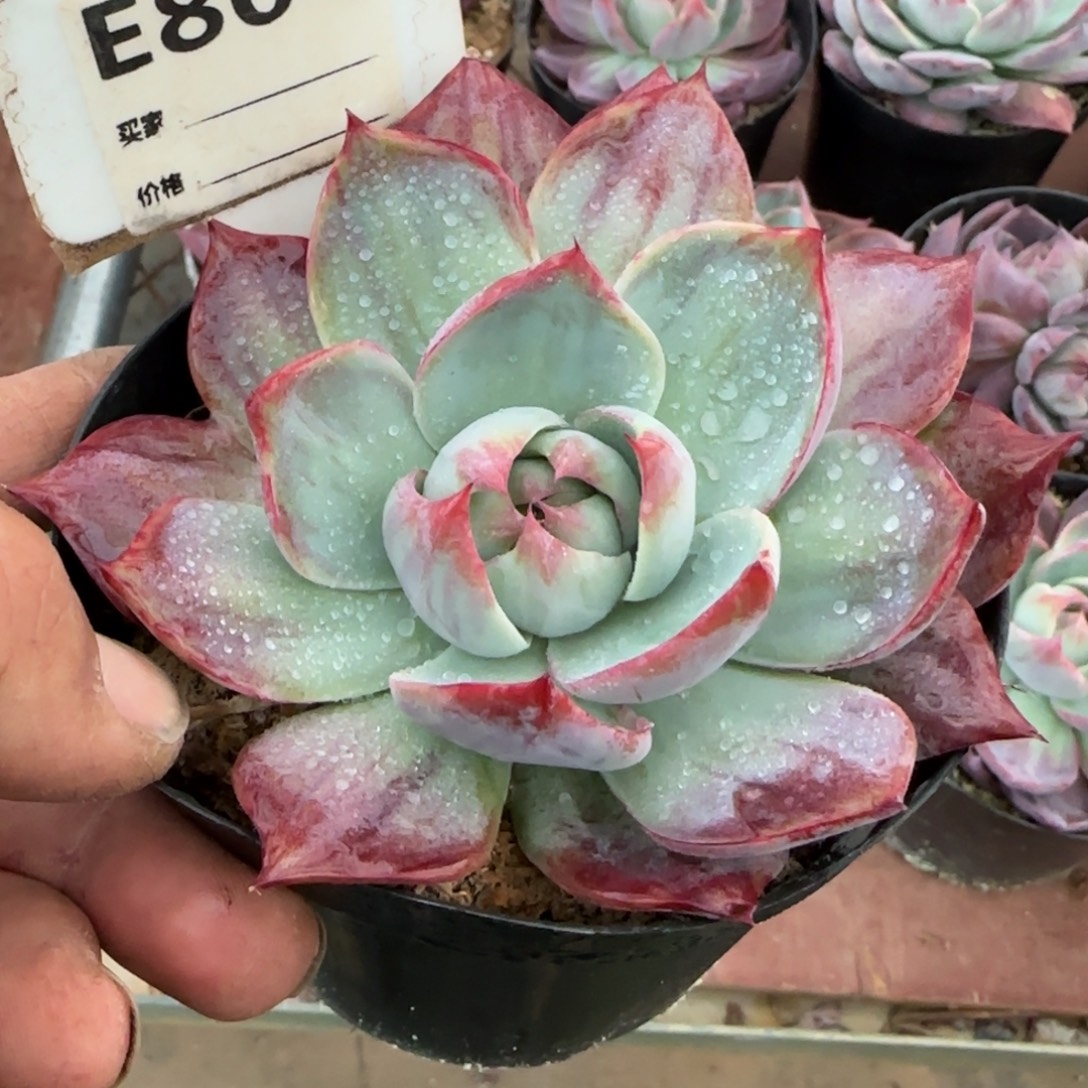 惊鸿一物一拍包装收缩花旱804