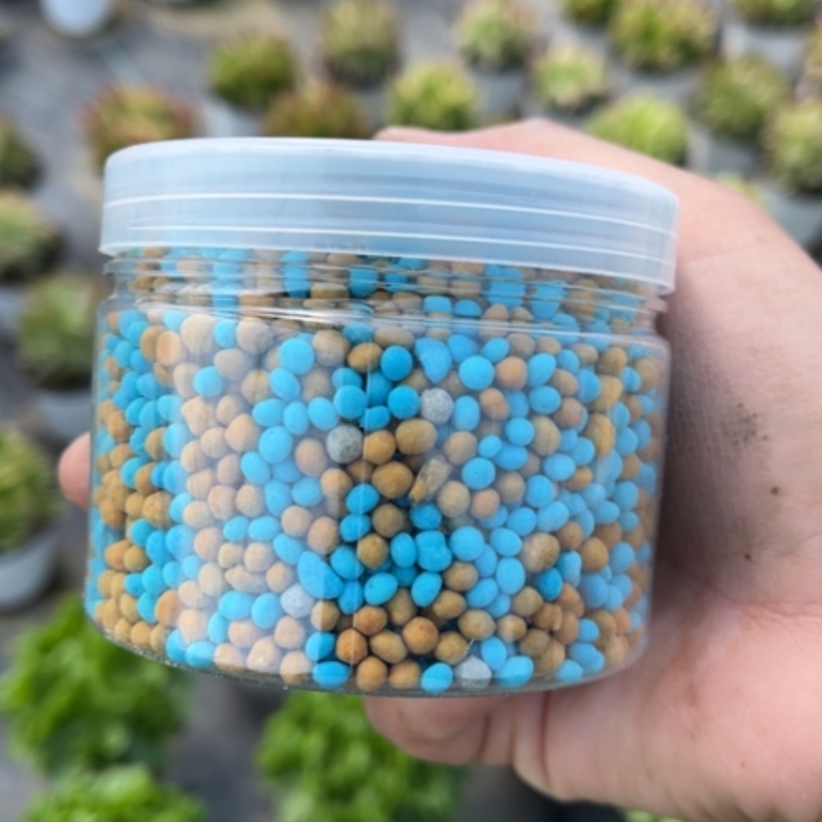 【闪购商品】肥多肉法师