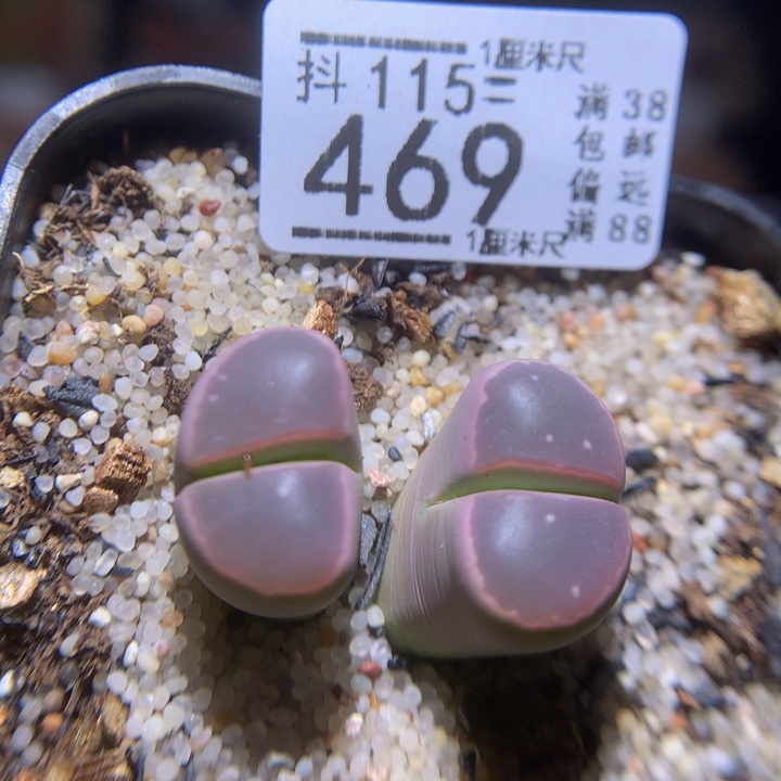精品生石花115.469高特