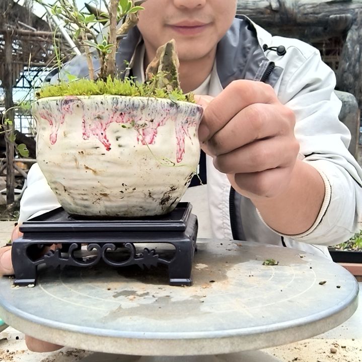 b**o小盆景小植物一物一拍154