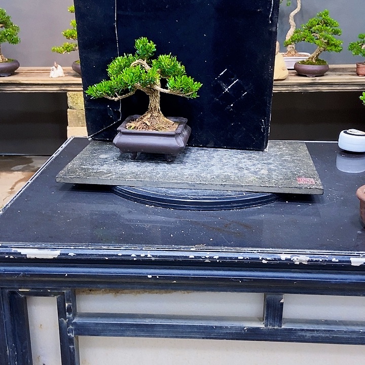 黄杨盆景四季常青不落叶