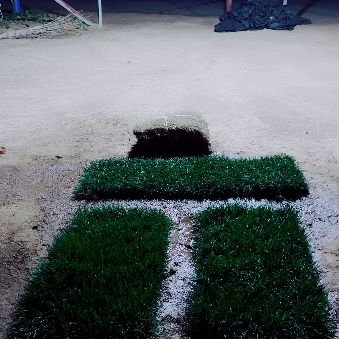 天***。无花朵混播果岭草包邮价格，。。。